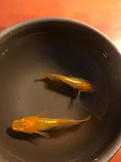 橙甲-玳瑁光 : 橙甲光颜色追求厚度,颜色厚度越大,评级越高。