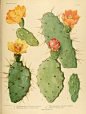 Cactaceae