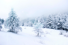 多鱼西采集到背景-----雪