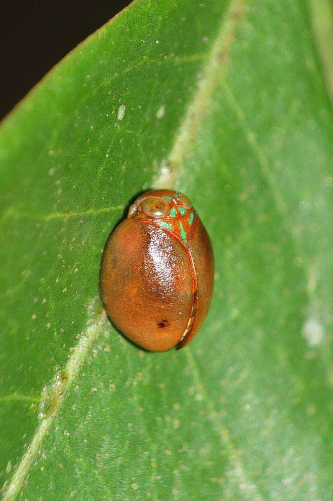同翅目蜡蝉科蜡蝉属台湾球瓢蜡蝉