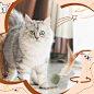 Amazon.com : HyDren 6 Pcs Interactive Cat Toy Catnip Feather Ball Compressed Natural Catnip Lollipop Natural Cat Kicker with Feathers for Cat Kitty : Pet Supplies