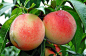 水蜜桃属于一种球形可食用水果类，水蜜桃有美肤、清胃、润肺、祛痰等功能。它的蛋白质的含量比苹果、葡萄高一倍，比梨子多七倍；铁的含量比苹果多三倍，比梨子多五倍，素有“果中皇后”的美誉。我国多有栽种。富含多种维生素，其中维生素C最高。