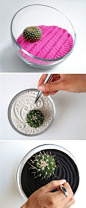Succulent zen garden ~ I have liked the idea of zen gardens but this takes it to another level....like! much!