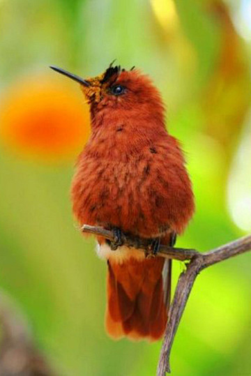 蜂鸟目蜂鸟科火冠蜂鸟属火冠蜂鸟