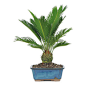 Brussel's Bonsai - Sago Palm Bonsai Tree - Contrary to popular belief, all palms do not thrive in sun! This potted Sago Palm is happiest inside with limited light. It's ideal for adding greenery and life to a low-light office or home and would make a grea