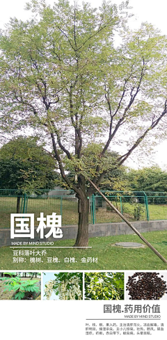 谁说设计很简单采集到植物