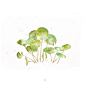 水彩 练习 手绘 植物 静物