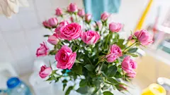 花瓶中的月季花图片素材