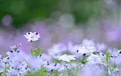 紫色清新亚麻花电脑图片壁纸