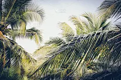 天空下椰子树的叶子。的背景。复古的海报。