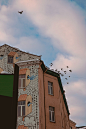 birds flying over brown concrete building during daytime