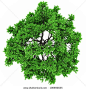 trees top view - Google Search: 