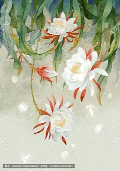 古风昙花插画