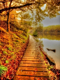 Nature's first green is gold, Her hardest hue to hold. Her early leaf's a flower; But only so an hour. Then leaf subsides to leaf, So Eden sank to grief, So dawn goes down to day Nothing gold can stay.