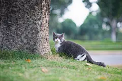 点击来源直接获取大图文件 |British short-haired cat playing on grass