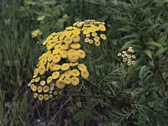 艾菊