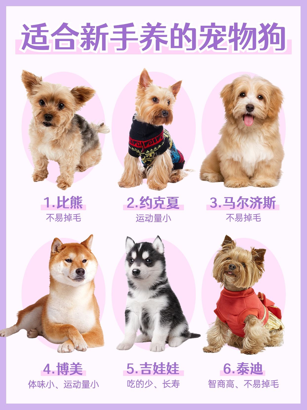 宠物狗狗品种知识科普宠物抠图小红书配图