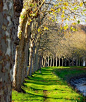 Tree-Lined Roadway