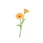 手绘金盏花