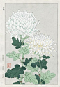 植物图谱  |  Shodo Kawarazaki ​​​​