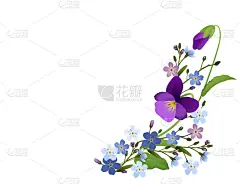 绘画插图,装饰品,勿忘我,紫罗兰,矢量,白色背景,分离着色,华丽的,请柬,贺卡