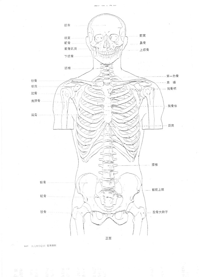 躯干 骨骼 正面