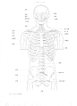 躯干 骨骼 正面