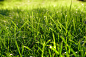 草, 刀片, 绿色, 草坪, 夏天, 自然, 草地