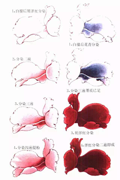 Ue9CB_秋雨采集到工笔牡丹