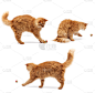 成年毛绒绒的红猫在白色的背景下玩一个红色的球