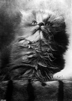 仿佛黑白照片般的铅笔画猫咪，艺术家Paul Lung插画作品欣赏 国外插画 插画 猫咪 铅笔画 黑白系列 | 爱图小站 oi22.com