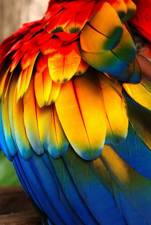 Colorful Macaw.: 