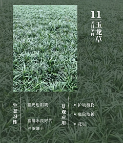 风满楼LY采集到地被草花