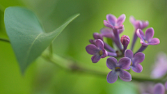 花羽集采集到丁香花