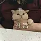 扇上生花