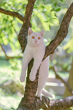 镜心采集到猫猫咪呀