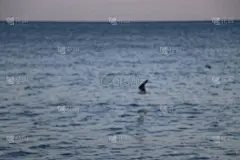 闪闪发光的水族海壁纸背景背布