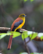橙胸咬鹃：鸟类，国家二级保护动物。