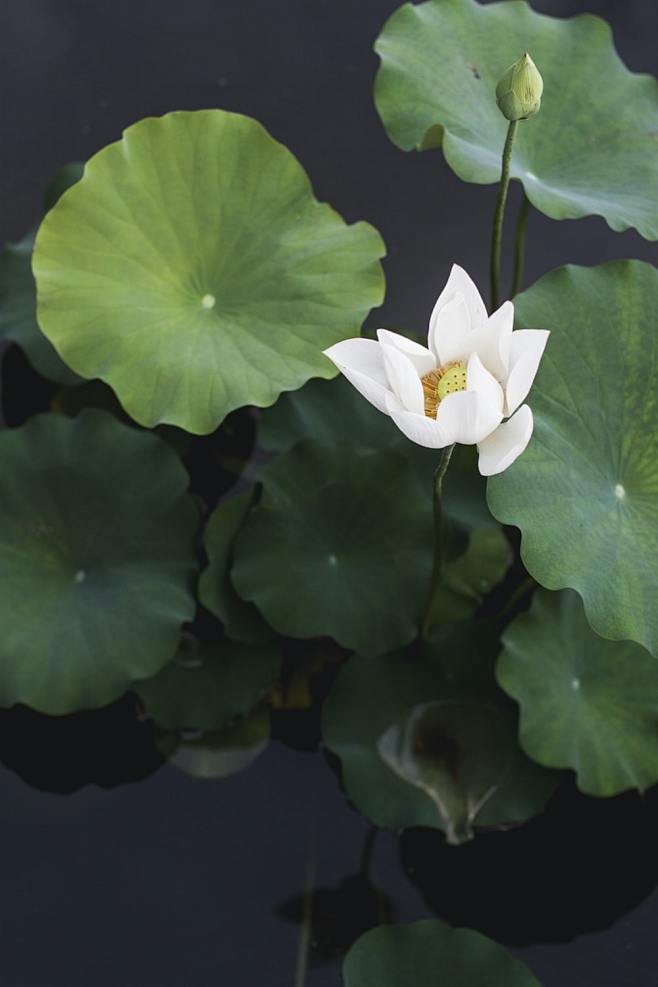 ^ white lotus flower...