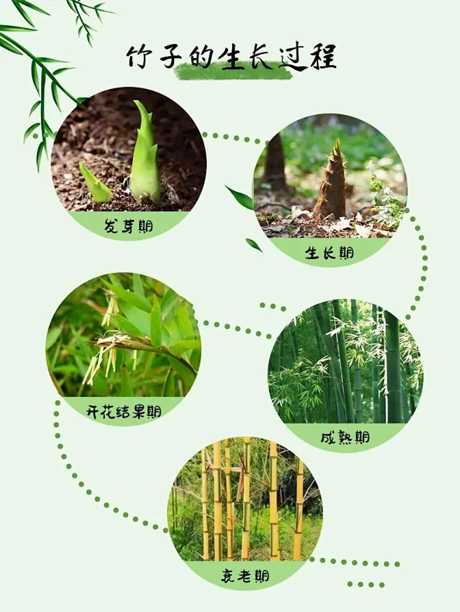 给孩子讲讲竹子的相关知识｜自然科普-花瓣网