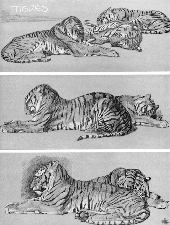 #绘画参考# 有关猫头鹰、老虎、狮子等的...