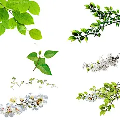 桃花绿叶图案绿叶花边  - 源文件下载【酷图网】绿叶,绿叶装饰,绿叶插画,绿叶图案,绿叶海报,绿叶花边,绿叶图标,桃花节,醉美桃花节,最美桃花节,桃花,桃花海报,桃花展板,桃花单页,桃花节海报,桃花节背景,桃花节背景板