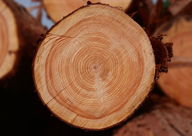 年轮_0044