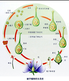 草莓西瓜汁采集到科学