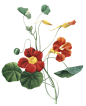 复古维多利亚时期花朵花卉扣图案装饰元素