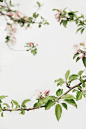 flowering-branch-apples-white-background