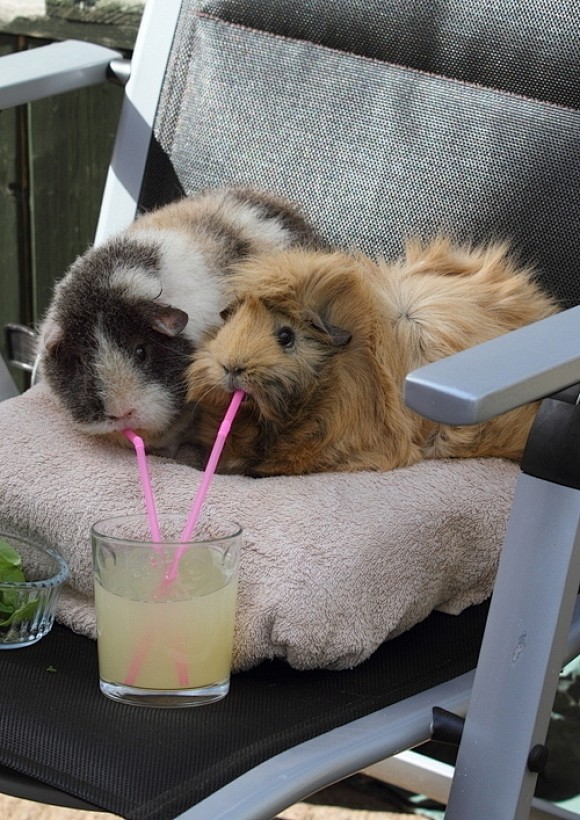 On The Patio | Cutes...