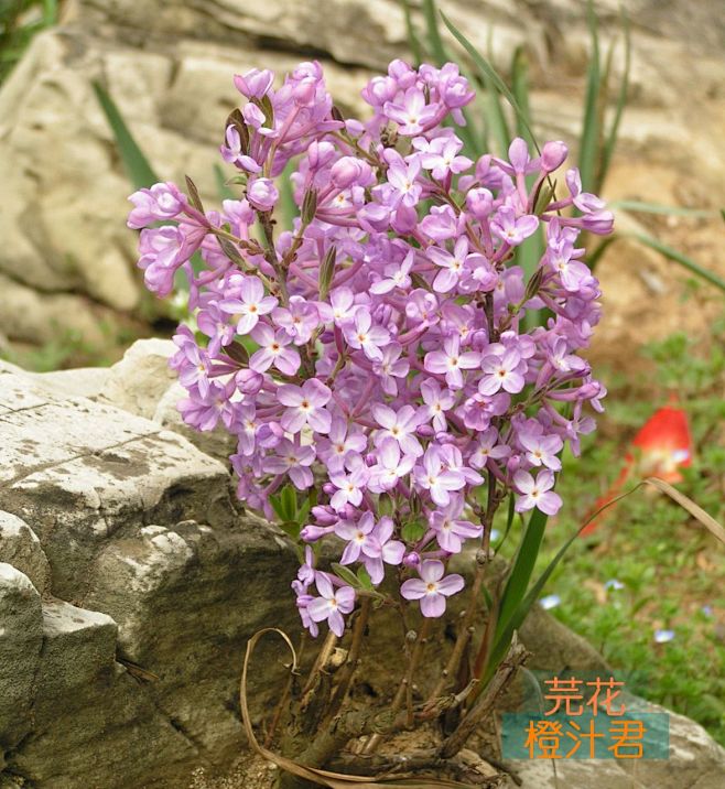 芫花  花紫色或淡蓝紫色，常3-6花簇生...