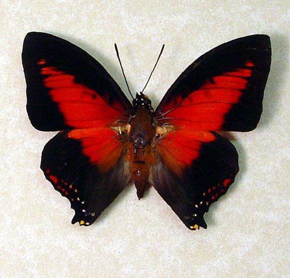 Charaxes zingha real...