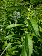 阿蒙的相册-阿蒙的贰零壹贰植物（第贰季）